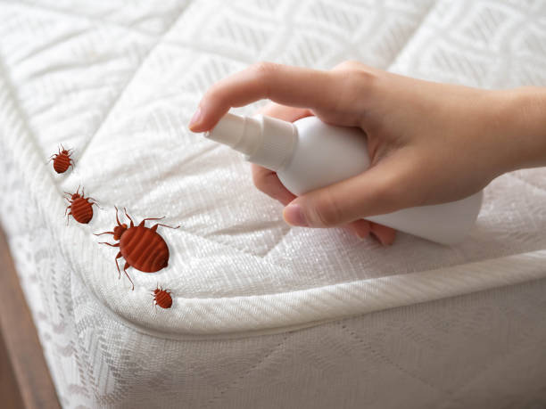 Best Bed Bug Extermination  in Kaneohe, HI
